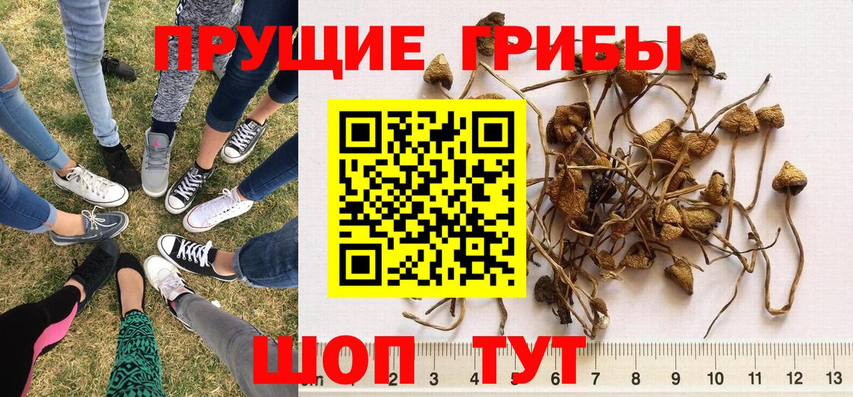 Псилоцибиновые грибы Psilocybe  Вход с VPN  Норильск 